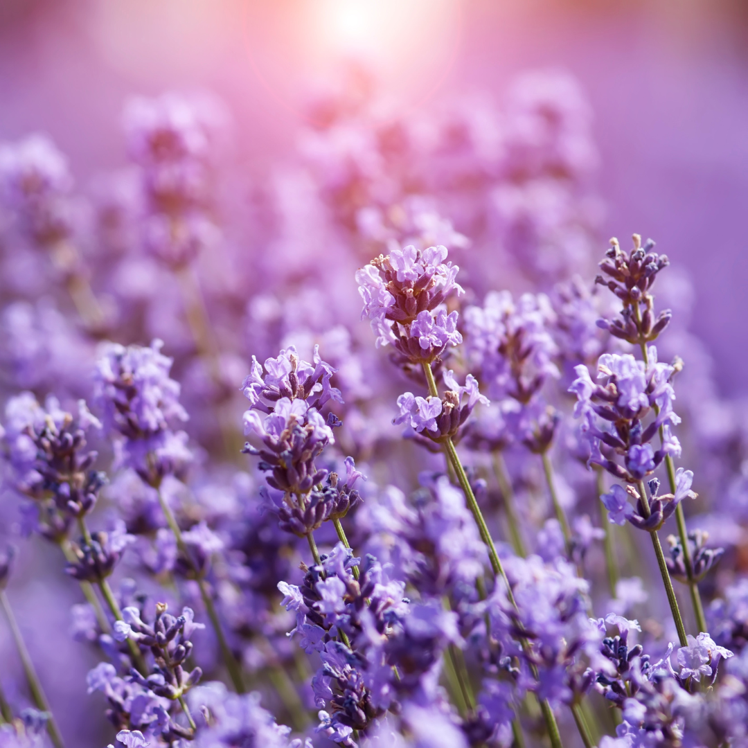 Lavender and Chamomile Whipped Body Butter - Wild Skin