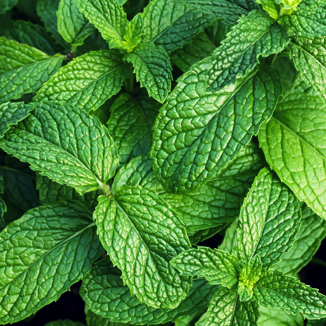 Arnica, Eucalyptus and Peppermint Whipped Body Butter - Wild Skin