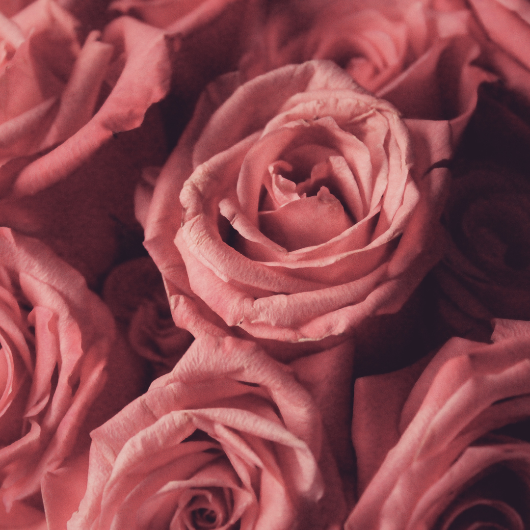 Rose Geranium and Sandalwood Whipped Body Butter - Wild Skin