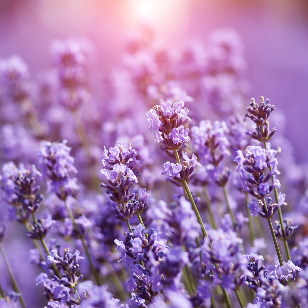 Lavender and Chamomile Whipped Body Butter